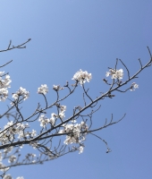 東大生の家庭教師