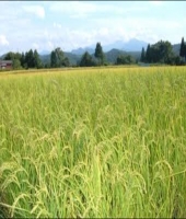 東大生の家庭教師