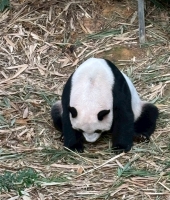 東大生の家庭教師