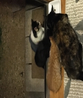 東大生の家庭教師