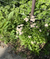 東大生の家庭教師