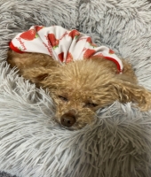 東大生の家庭教師