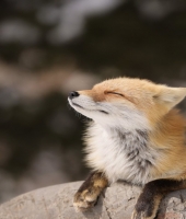 東大生の家庭教師