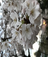 東大生の家庭教師