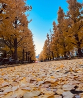 東大生の家庭教師