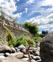 東大生の家庭教師
