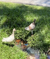 東大生の家庭教師