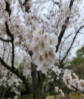東大生の家庭教師