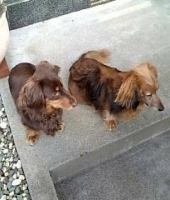 東大生の家庭教師