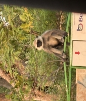 東大生の家庭教師