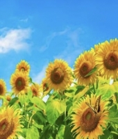 東大生の家庭教師