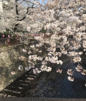 東大生の家庭教師
