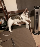 東大生の家庭教師