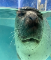 東大生の家庭教師