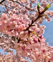 東大生の家庭教師