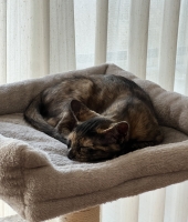 東大生の家庭教師