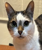 東大生の家庭教師