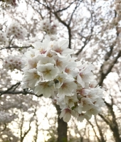 東大生の家庭教師