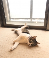 東大生の家庭教師