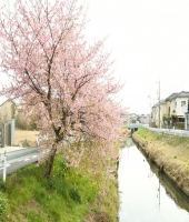 東大生の家庭教師