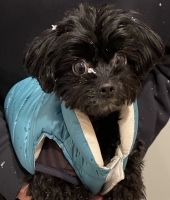 東大生の家庭教師