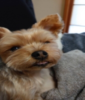 東大生の家庭教師