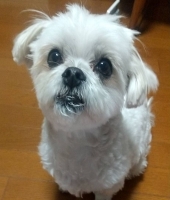 東大生の家庭教師
