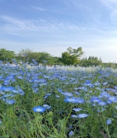 東大生の家庭教師