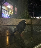 東大生の家庭教師
