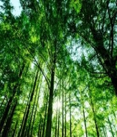 東大生の家庭教師