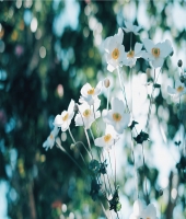 東大生の家庭教師