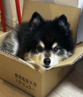東大生の家庭教師