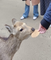 東大生の家庭教師
