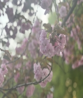 東大生の家庭教師