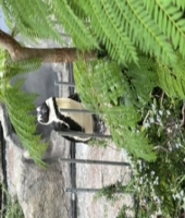 東大生の家庭教師