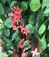 東大生の家庭教師