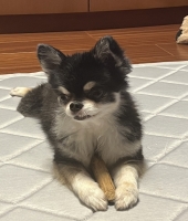 東大生の家庭教師