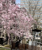 東大生の家庭教師