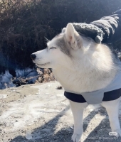 東大生の家庭教師
