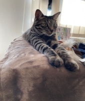 東大生の家庭教師