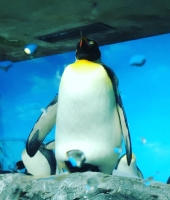 東大生の家庭教師