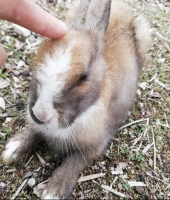 東大生の家庭教師
