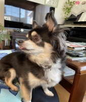 東大生の家庭教師