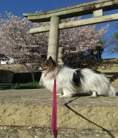 東大生の家庭教師