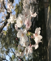 東大生の家庭教師